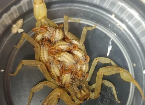 SSG presentó una disminución de casos por picaduras de alacrán   