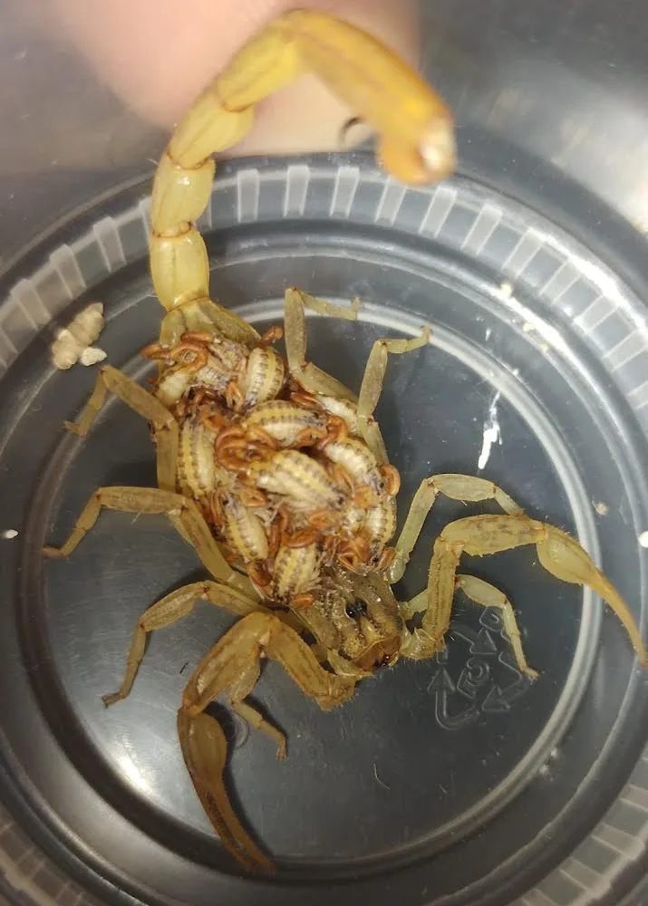 SSG presentó una disminución de casos por picaduras de alacrán   