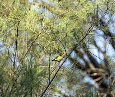 Cuidado de las Áreas Naturales Protegidas prioridad del Gobierno de la Gente