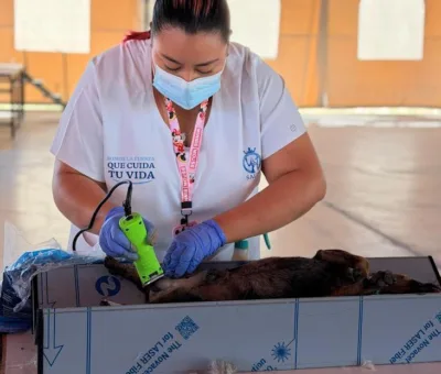 SSG realizó con éxito la esterilización masiva canina y felina en el municipio de Jerécuaro