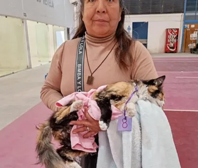 SSG realizó 264 cirugías de esterilización de perros y gatos en Salvatierra