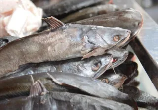 SSG supervisa expendios de venta de alimentos producto de la pesca para garantizar su higiene y calidad
