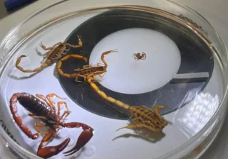 SSG cuenta con abasto suficiente de suero antialacránico para atender demanda estatal