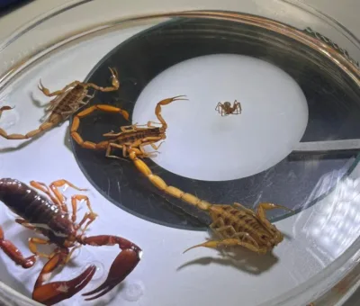 SSG cuenta con abasto suficiente de suero antialacránico para atender demanda estatal