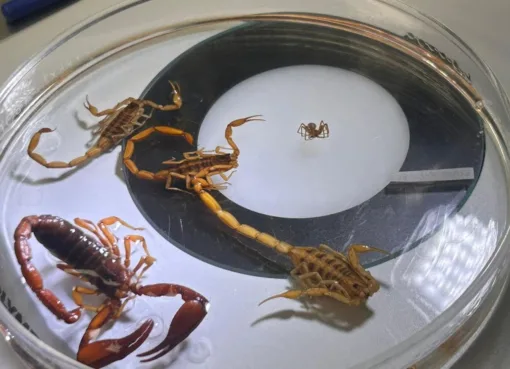 SSG cuenta con abasto suficiente de suero antialacránico para atender demanda estatal