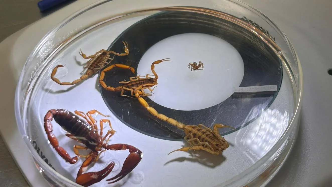 SSG cuenta con abasto suficiente de suero antialacránico para atender demanda estatal