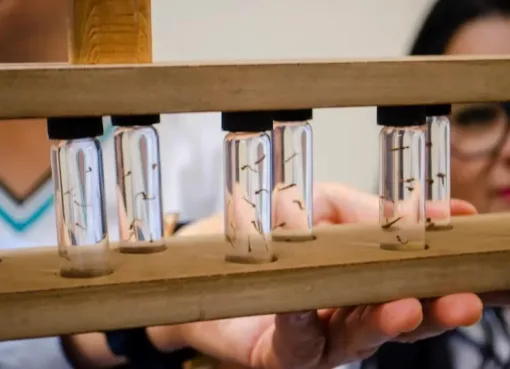 SSG refuerza acciones contra el dengue por lluvias esporádicas