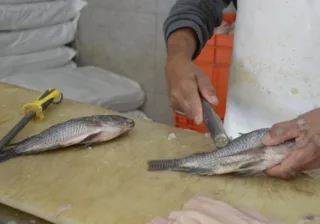 SSG elimina riesgos sanitarios en el consumo de productos provenientes de la pesca