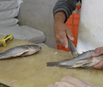 SSG elimina riesgos sanitarios en el consumo de productos provenientes de la pesca