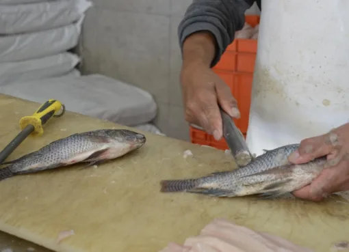 SSG elimina riesgos sanitarios en el consumo de productos provenientes de la pesca