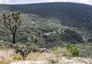 Invitan a participar en convocatoria para la restauración forestal del programa de compensación ambiental en terrenos forestales del Estado de Guanajuato