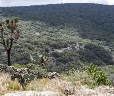 Invitan a participar en convocatoria para la restauración forestal del programa de compensación ambiental en terrenos forestales del Estado de Guanajuato