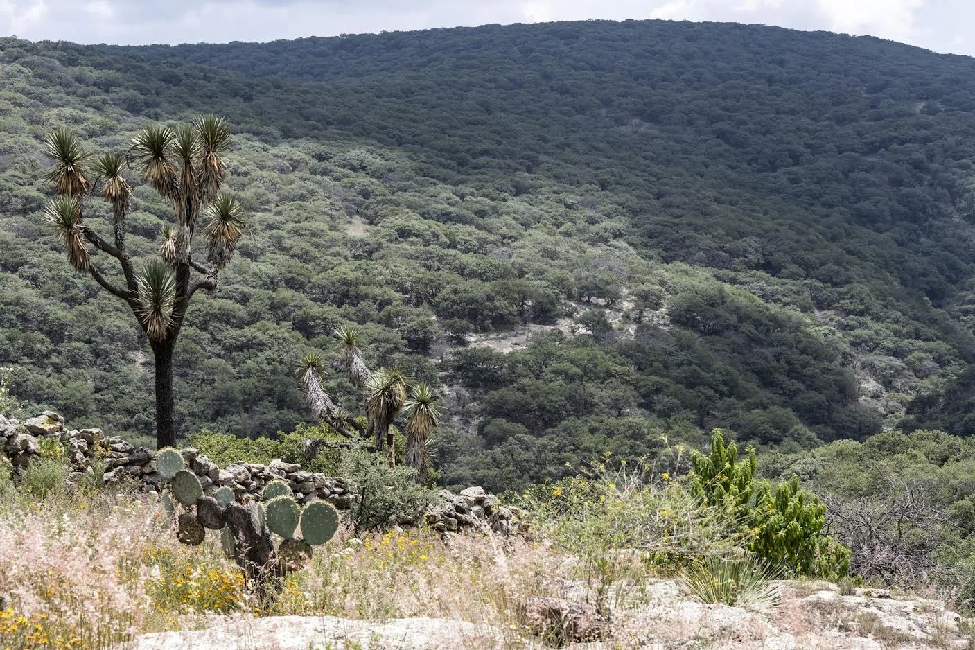 Invitan a participar en convocatoria para la restauración forestal del programa de compensación ambiental en terrenos forestales del Estado de Guanajuato