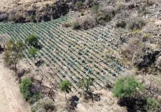 En Guanajuato está prohibido el desmonte para siembra de agave dentro de las ANPs