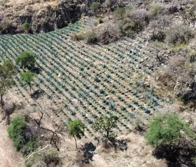 En Guanajuato está prohibido el desmonte para siembra de agave dentro de las ANPs