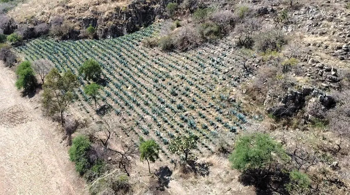 En Guanajuato está prohibido el desmonte para siembra de agave dentro de las ANPs