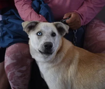 ÉXITO Y GRAN RESPUESTA CIUDADANA EN LA JORNADA DE ESTERILIZACIÓN ANIMAL EN LA CUARTA BRIGADA